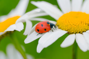 Lesson of the Ladybug . . . Be an Overcomer!